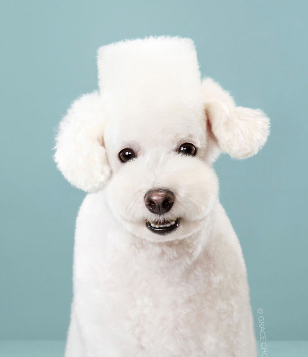 Dog after eating healthy treats - happy pet