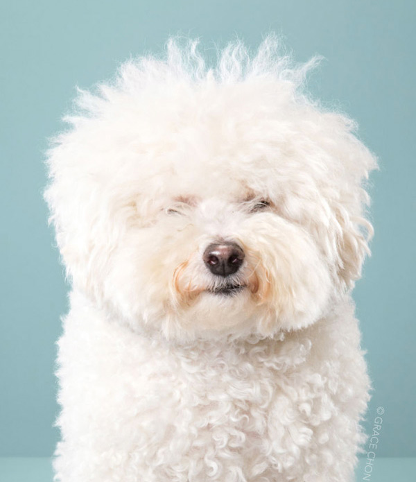 Dog before and after healthy diet transformation