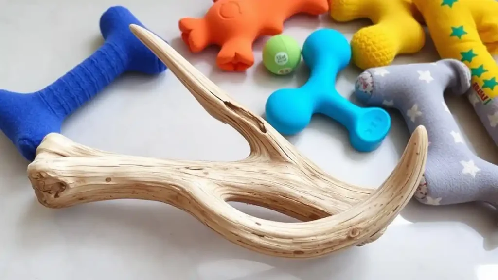 Safety of Antler Chews