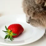 can-cats-eat-strawberries-is-strawberry-safe-for-cats