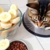 Can Kittens Eat Banana