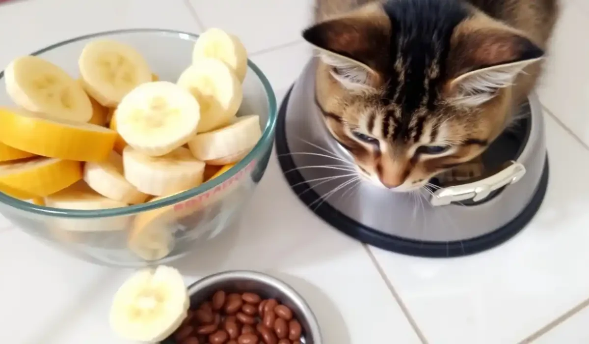 Can Kittens Eat Banana