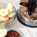 Can Kittens Eat Banana